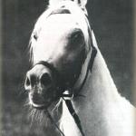 Hadban Enzahi / Kamel