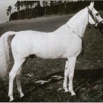 Hadban Enzahi / Kamel<br />&copy; Archiv dr. Frielinghaus