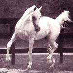 Shaikh Al Badi / Sheik Al Badi