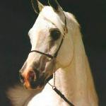 Shaikh Al Badi / Sheik Al Badi