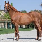 Baloubet du Rouet