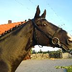 Cranthago