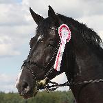 Cranthago<br /><i>https://www.sportowyczempionat.pl/pl/czempiony/18-ii-scpmk-czempiony-2010.html</i>