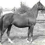 Pesnia