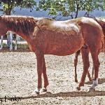 Pesnia