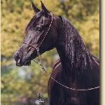 Sambra - Sambra 1999<br />&copy; Stuart Vesty