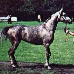 Argo