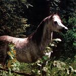 Argo
