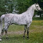Argo