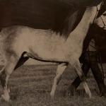 Gdańsk - Gdańsk (* Bask + x * Gdynia +) jako 3-latek. Właściciel Halali Arabians. Zdjęcie z Rocznika Konia Arabskiego z 1971 roku.