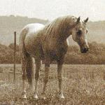 Czubuthan