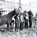 Ba-ida - Konie sprowadzone z Polski do USA w 1935 roku przez J. M. Dickinsona. Od lewej do prawej: * Ba-Ida 1935, * Aeniza 1931, * Ugra 1935, * Babolna 1935 i * Czubuthan 1933