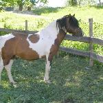 Agat<br /><i>źródło http://www.alpinponyaustria.at</i>