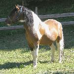 Agat<br /><i>źródło http://www.alpinponyaustria.at</i>