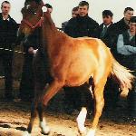 Welt Duran - III Championat źrebiąt zorganizowany przez Stowarzyszenie Hodowców Polskiego Konia Gorącokrwistego w Józefinie w 2000 roku