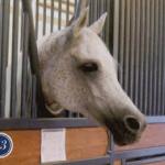 Pilar - W Al Shaqab Stud, 2014