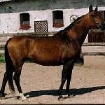Eleuzyna