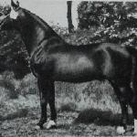 Marder