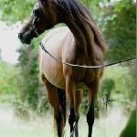 Belladona<br />&copy; Lutetia Arabians