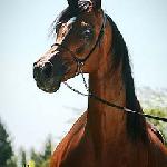 Belladona - Belladona 2007<br />&copy; Stuart Vesty
