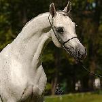 Eqviria