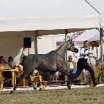 Etnologia - Etnologia 2008<br />&copy; R.Reed