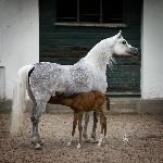 Etnologia - Etnologia z klaczką Etira (po Eden C) 2012<br />&copy; Stuart Vesty