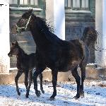 El Fatha - z klaczką El Faiza 7.01.2017<br />&copy; Anna Pyzara-Nakoniechna