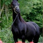 Elfina<br />&copy; Lutetia Arabians