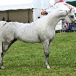 Emandoria