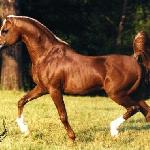 Padron