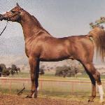 Padron