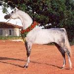 Sarmata