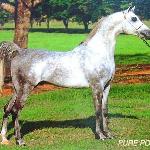 Sarmata