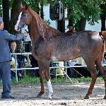 Sabat - sierpień 2011<br />&copy; Anna Pyzara-Nakoniechnaia