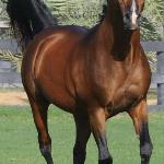 Monarch AH