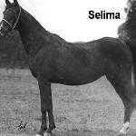 Selima
