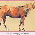 Rodania or. ar.