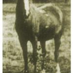 Rodania or. ar.