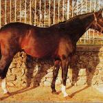 Iago C