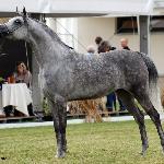 Sefora - Sefora 2012