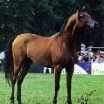 Monar