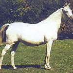 Pilina