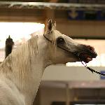 Piber - Polagra 2008<br />&copy; faraa