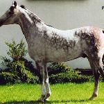 Piber