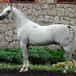 Piber