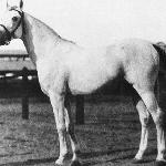 Mansour