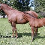Sugestia - Ochaby 2007