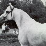 Garwolin
