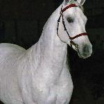Garwolin